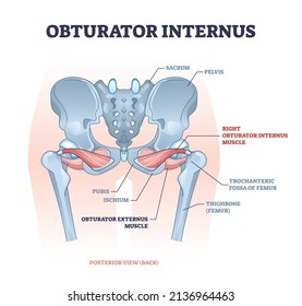 El músculo obturador interviene con posición externa cerca del diagrama de contorno óseo pelvis. Esquema educativo etiquetado con sistema muscular de cadera humana y descripción de estructura esquelética ilustración vectorial.