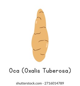 Ilustração Vetorial Oca (Oxalis tuberosa). Oca ou Oxalis tuberosa Cartoon Clipart, Vegetal em Estilo Plano. Também chamado de Nova Zelândia Yam, Uqa, ou Oca De Peru. Tubérculo, conceito vegetal do vetor