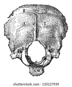 Occipital Bone, in Humans, external view, vintage engraved illustration. Dictionary of Words and Things - Larive and Fleury - 1895