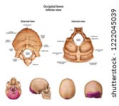 Occipital bone. With the name and description of all sites.