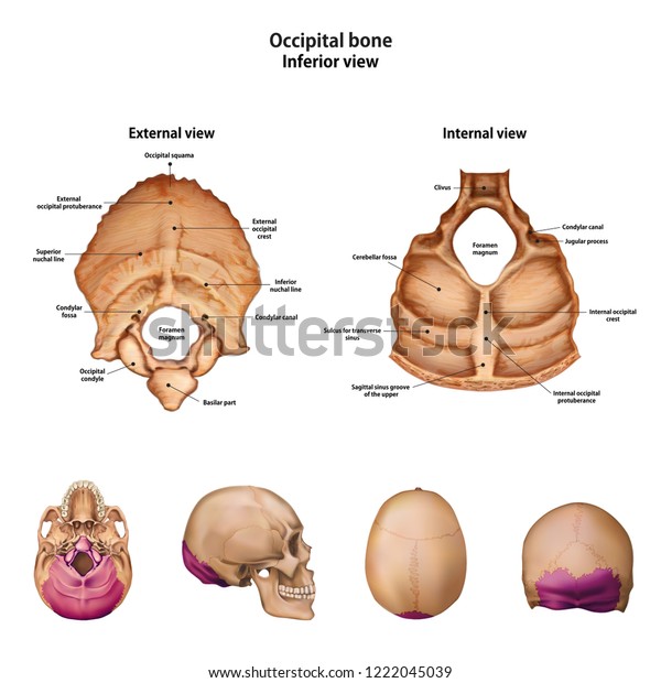 Occipital Bone Name Description All Sites 스톡 벡터(로열티 프리) 1222045039