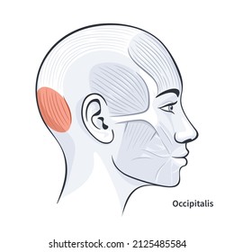 Occipitalis. Facial muscles of the female. Detailed bright anatomy isolated on a white background vector illustration