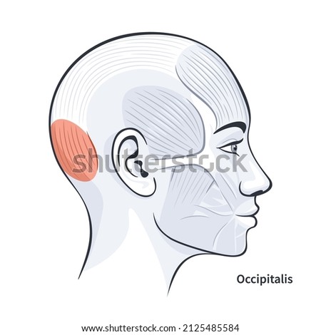 Occipitalis. Facial muscles of the female. Detailed bright anatomy isolated on a white background vector illustration