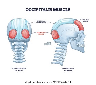 Occipitalis muscle, occipital belly as scull muscular system outline diagram. Labeled educational scheme with human body head posterior and lateral view skeletal bones location vector illustration.