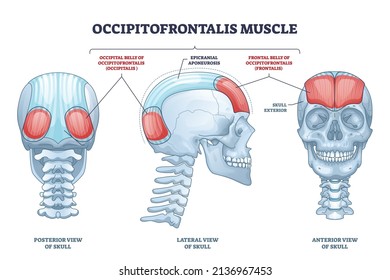 Occipitofrontalis Muscle As Human Skull Muscular System Outline Diagram. Labeled Educational Medical Scheme With Occipital Belly Of Occipitalis And Epicranial Aponeurosis Parts Vector Illustration.