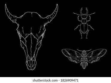 Occult elements. Cow skull, stag beetle and death's head hawkmoth. Vector illustrations. Isolated. Hand-drawn style.