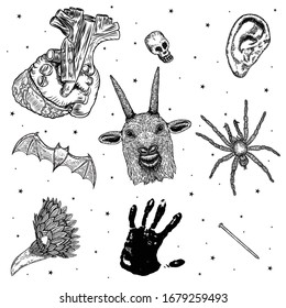 Occult set of mystic magic elements. Occultism with esoteric and witchcraft symbols. Human palm, poison spider, goat head, vampire bat, anatomical heart, skull, ear, rusty iron nail, raven. Vector.