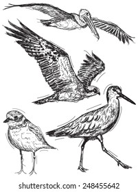 Ocean bird sketches