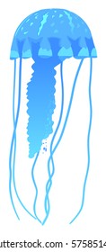 Ocean blue jellyfish detailed isolated on white vector illustration
