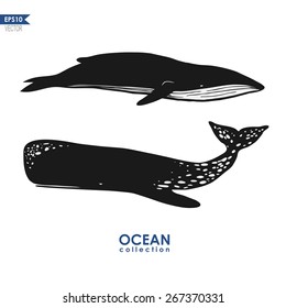 ocean collection, cachalot and big blue whale isolated on white, black and white vector design