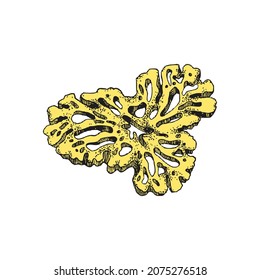 Ocean coral plant decorative element, hand drawn color vector illustration isolated on white background. Marine coral aquatic plant or stony substance.