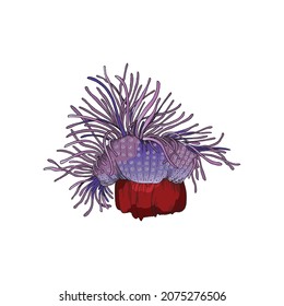 Ocean coral reef plant or underwater flower, vintage hand drawn colored vector illustration isolated on white background. Ocean or sea shoal undersea plant.
