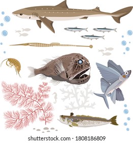 Ocean fauna set. Fish vector. Marine animals illustration. Vector collection of inhabitants and objects of sea fauna