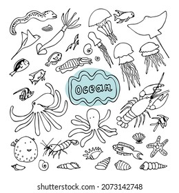 Ocean fauna set. Hand drawn line art vector illustration. Collection of underwater fish, jellyfish, octopus, molluscs, crustaceans, squid, cuttlefish, stingray, moray eels, shells. Isolated element.