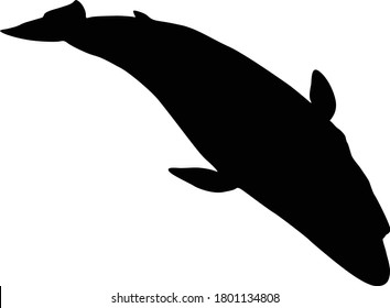 Ocean Fin Whale (Balaenoptera Physalus) Silhouette.
