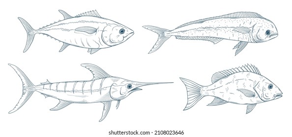 Ocean fish doodles set. Marlin, tuna, mahi mahi, red snapper fish sketch. Blue marlin, dolphinfish, bluefin tuna. Saltwater fishing doodle.