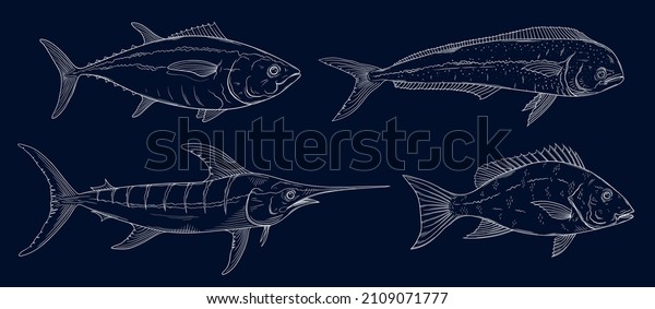 Ocean fish doodles set. Marlin, tuna, mahi mahi,
red snapper fish sketch. Blue marlin, dolphinfish, bluefin tuna.
Saltwater fishing
doodle.