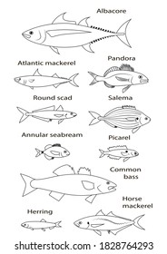 Ocean fish with names (tuna, mackerel, bass, herring, etc.). Vector outline illustration set.