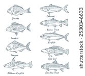 Ocean fish vector set in style of sketch