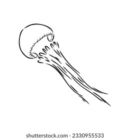 Ocean jellyfish. Design set. Art detailed editable illustration. Vector vintage engraving. Isolated on white background.
