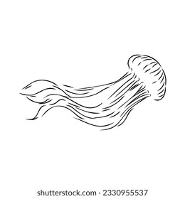 Ocean jellyfish. Design set. Art detailed editable illustration. Vector vintage engraving. Isolated on white background.