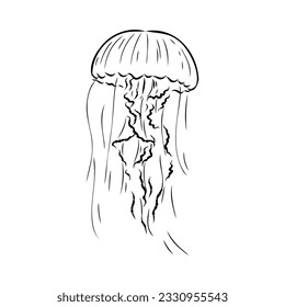Ocean jellyfish. Design set. Art detailed editable illustration. Vector vintage engraving. Isolated on white background.