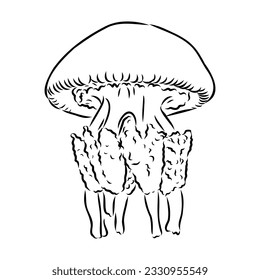 Ocean jellyfish. Design set. Art detailed editable illustration. Vector vintage engraving. Isolated on white background.
