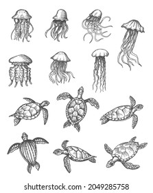 Ocean jellyfish and sea turtles sketch, marine animals vector hand drawn icons. Sea and ocean underwater life reptiles, turtle and medusa jellyfish in pencil hatching sketch