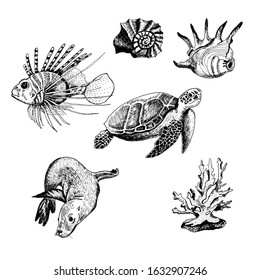 Ocean Life and Marine Creatures with Loggerhead Turtle and Shell Vector Set. Decorative Aquatic Sketched Collection