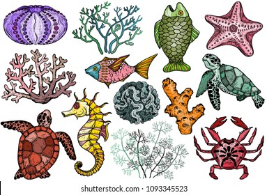 Ocean life organisms, shells, fish, corals, sea horse, crab and turtle.