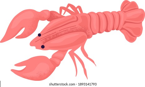 Ocean lobster ocean animal, fresh pink crayfish flat vector illustration, isolated on white. Concept crustacean wild animal, sea foodstuff caught sea world water, tropical delicacy.