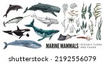 Ocean marine animals and seaweed, colored sketch vector illustration isolated on white background. Set of hand drawn underwater animals - dolphin, orca, beluga, jellyfish and blue whale.