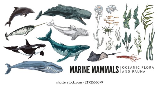 Animales marinos oceánicos y algas marinas, dibujo coloreado ilustrativo vectorial aislado en fondo blanco. Grupo de animales submarinos dibujados a mano - delfín, orca, beluga, medusas y ballena azul.