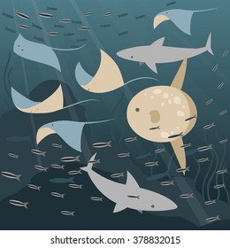 ocean moonfish swim with sharks 