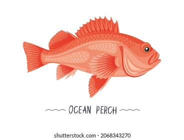 Ocean perch fresh raw cartoon vector icon, sign, simbol. Sea perch isolated object, illustration, gesign element for package, label, menu