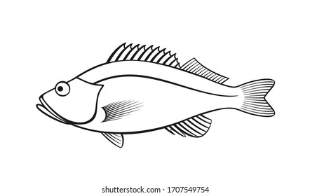 Ocean Perch outline. Isolated ocean perch on white background