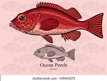 Ocean Perch, Redfish. Vector illustration with refined details and optimized stroke that allows the image to be used in small sizes (in packaging design, decoration, educational graphics, etc.)