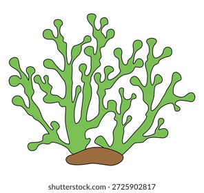 Plantas oceânicas sobre fundo branco
