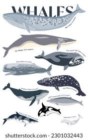 Ocean poster with different Whale 