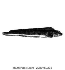 Ocean Pout hand drawing vector isolated on white background.