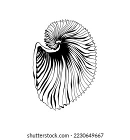 Ocean and Sea, Botanica illustration. Black ink, line, doodle style. 
