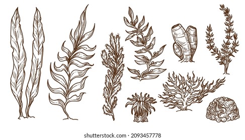 Ocean and sea botany and foliage, seaweed or grass, coral reefs for aquarium and underwater decor. Monochrome sketch outline of flowers and leaves, exotic healthy food diet. Vector in flat style