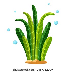 Ocean and sea plant, underwater flora, seaweed, marine life. Aquatic plant, algae, tropical seabed vector element.