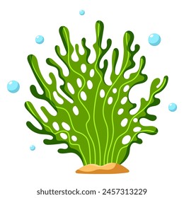 Ocean and sea plant, underwater flora, seaweed, marine life. Aquatic plant, algae, tropical seabed vector element.