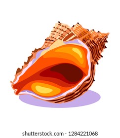 Ocean seashell in close-up, sea shell, object isolated, summer concept, symbol, icon, vector illustration on white background