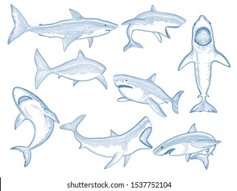 Ocean shark sketch. Big sea fish silhouettes, flowing ocean creatures with big teeth, aquatic animals vector shark tattoo designs