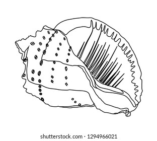 ocean shell contour vector illustration