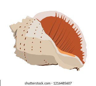 ocean shell realistic vector illustration isolated