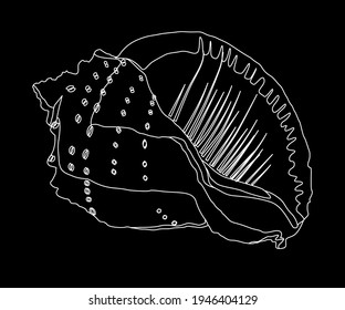ocean shell white on black background
