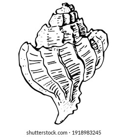 Ocean shells in black and white illustration. Isolated illustration element. Vector hand drawing wildflower for background, texture, wrapper pattern, frame or border.